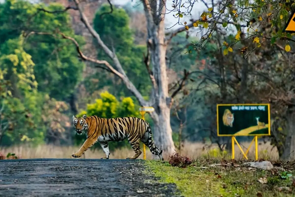 tadoba