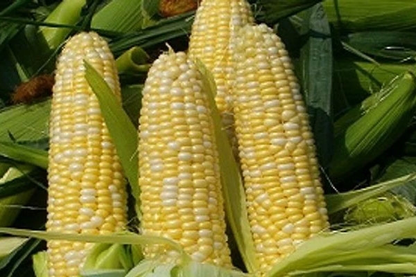 Karnataka maize compensation