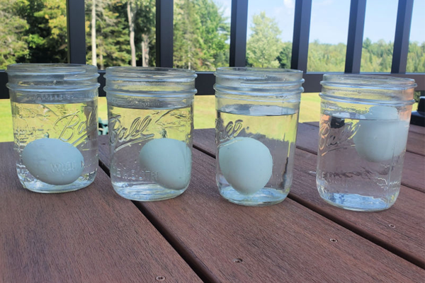 plastic eggs 