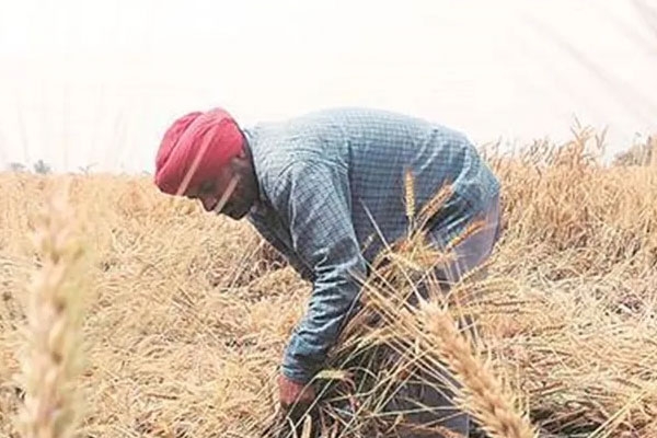 karanja farmer dies amid drought crisis in karmala, solapur district