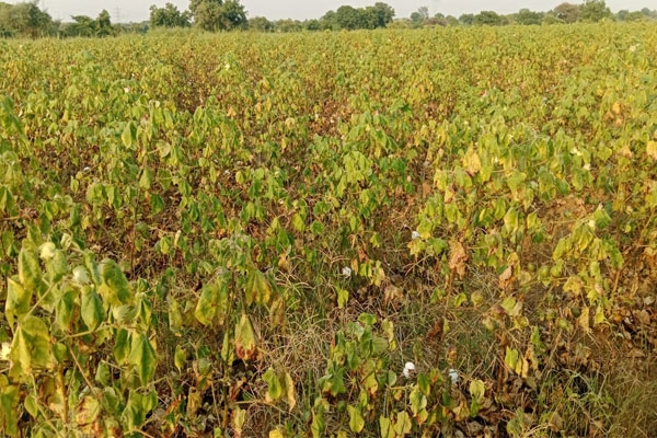 cotton crop crisis in samudrapur: 30% less rainfall leaves farmers worried over yield
