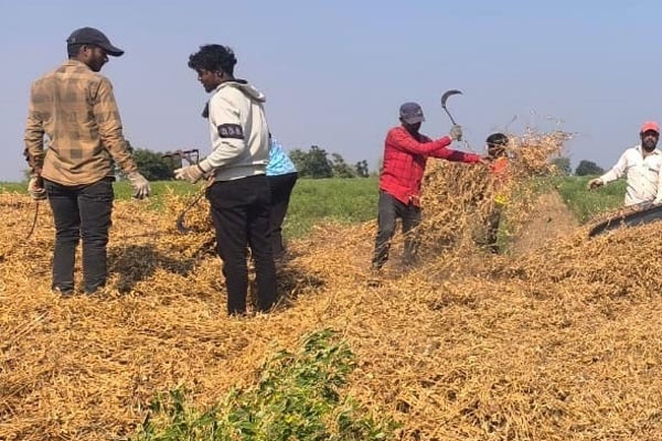 soybean, soybean harvest, soybean crop, soybean production, medshi, medshi mandal, malegaon, wasim, wasim district, soybean farmers, farmer crisis, soybean crop loss, low soybean yield, erratic rainfall, kharif season, rabi season, water shortage, agriculture news, maharashtra farmers, soybean farming