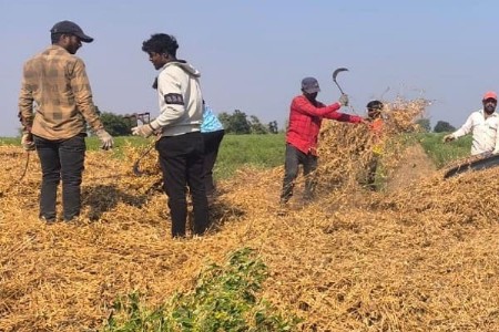 मेडशी मंडळात सोयाबीन काढणी अंतिम टप्प्यात