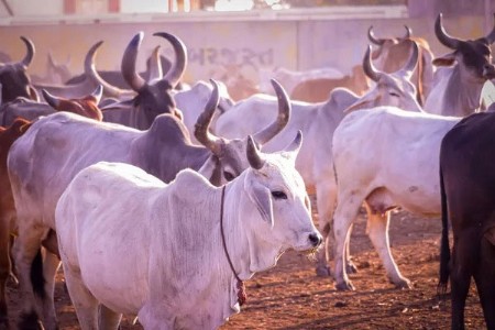 खरीपातील चारा उत्पादनात ५० टक्के घट