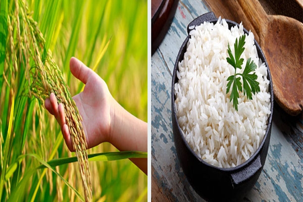 El Niño Impact on Rice Production: India’s Rice Exports May Fall 4% in 2027