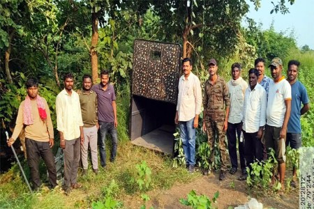 वाघाला जेरबंद केल्याचा वनविभागाचा दावा फोल?