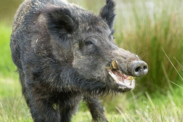 wild-boar wild-boar