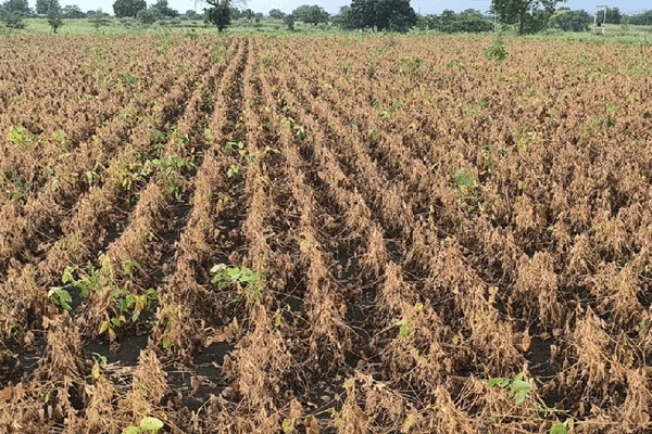 malegaon-taluka