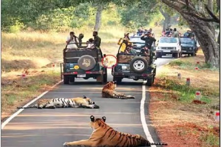 चला ताडोबाला !.. आयआरसीटीसीचे विशेष ‘वनदर्शन’ पर्यटन पॅकेज