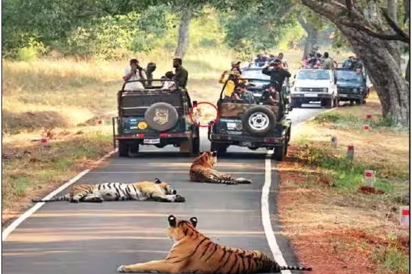 tadoba