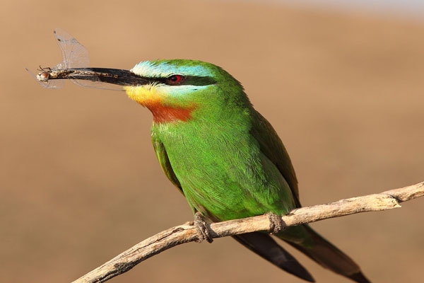 rare blue-cheeked bee-eater recorded for the first time in wardha district