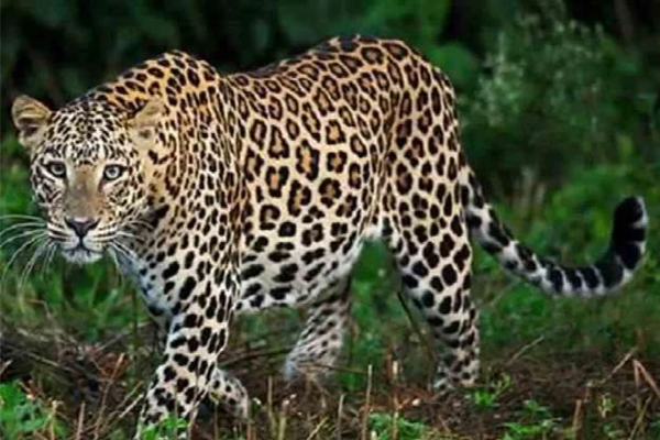lepard