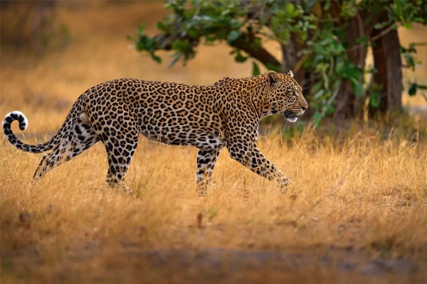 leo