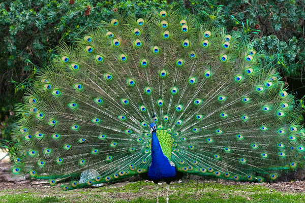 peacock-poaching-case peacock-poaching-case