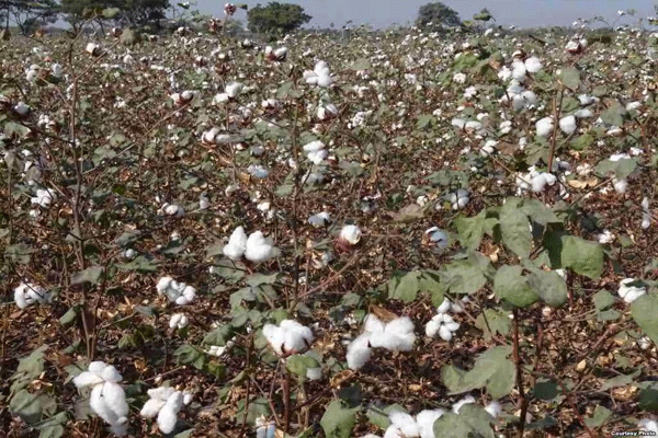 cotton