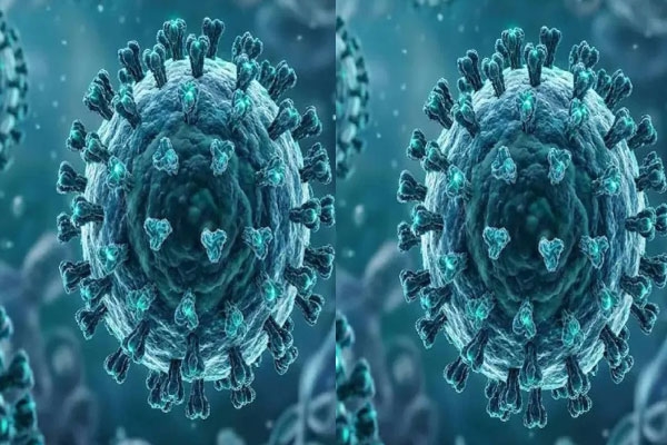 shamonda virus in france : first human infection reported, what you need to know