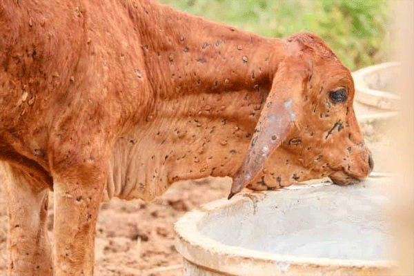 drink-the-milk-of-a-lumpy-cow