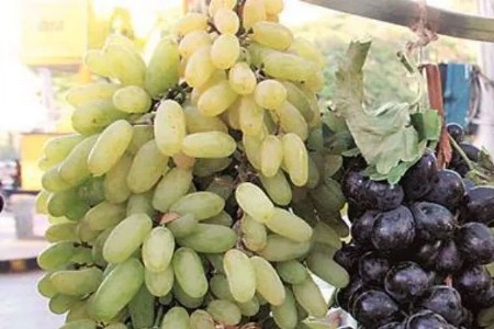 द्राक्षांच्या व्यवहारात निर्यातदाराला २० लाखांचा गंडा