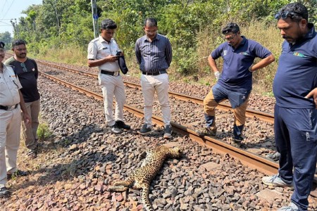 रेल्वे अपघातात बिबट्याचा मृत्यू