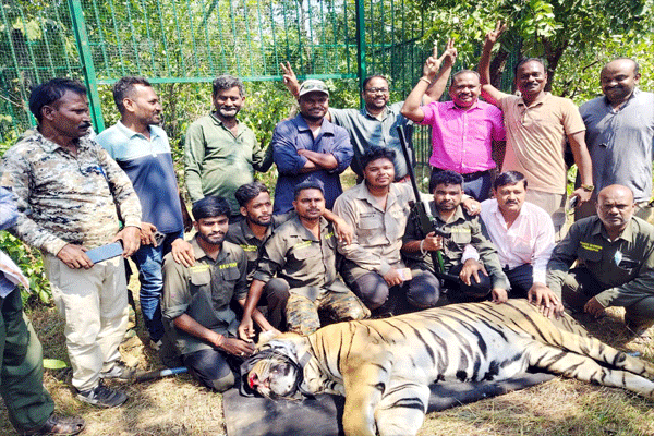 tiger-finally-captured
