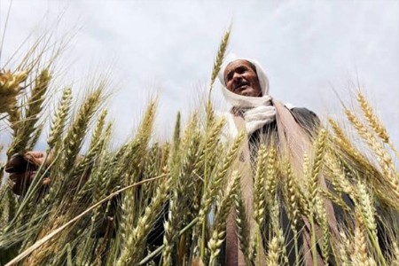 रब्बी हंगामातील शेतकऱ्यांसाठी दिलासादायक वृत्त