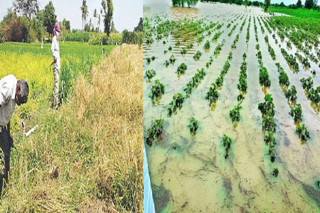 अरबी समुद्रात कमी दाबाचा पट्टा तयार!