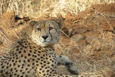 madhya pradesh 19-month-old cheetah dies after 5 gun pellets found in body, stf formed