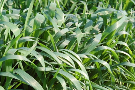 maharashtra government announces fodder rates for farmers, dry fodder at ₹12 and green fodder at ₹8 per kg