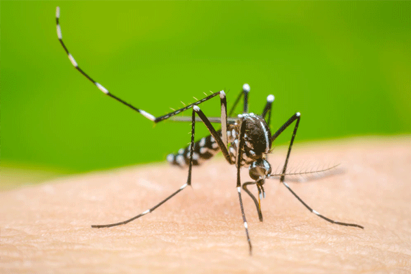 dengue