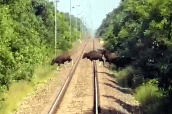 presence-of-mind-of-the-loco-pilot 