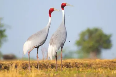 sarus crane conservation