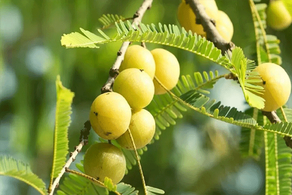 शेवग्यानंतर आता आवळ्याची चर्चा...जाणून घ्या फायदे