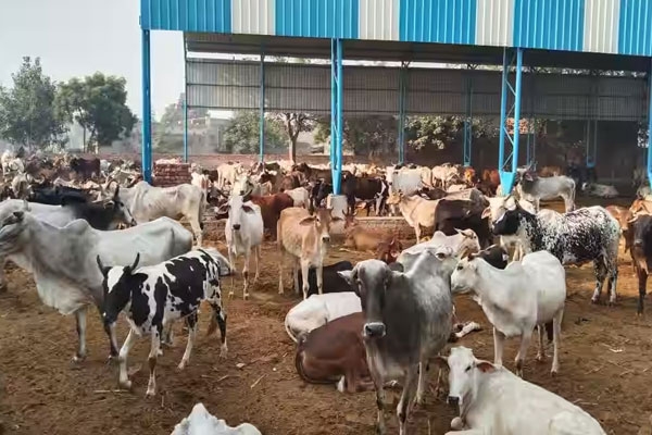 Nagpur Cow Vigilante Attacked Over Social Media Comment, Two Arrested