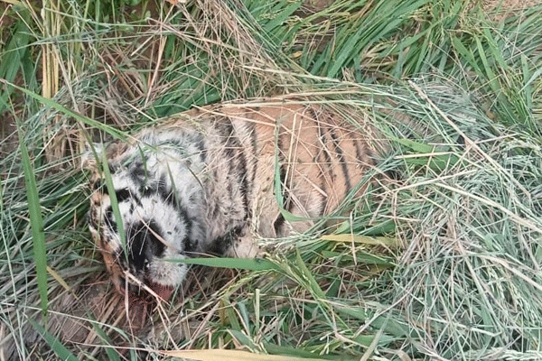 a-tiger-dies-in-a-clash a-tiger-dies-in-a-clash