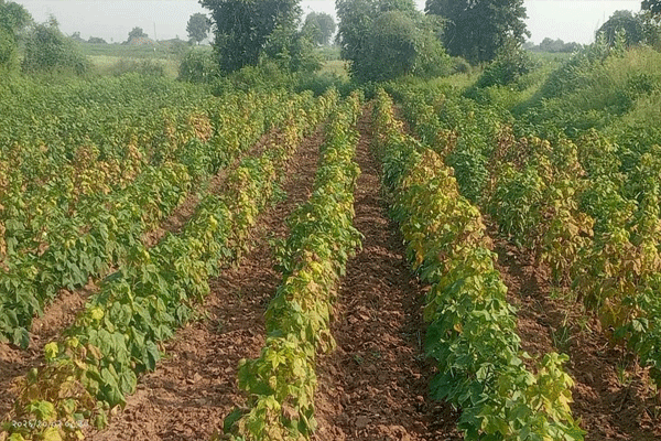 cotton-crops 