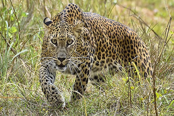 satara leopard attack 2-year-old boy killed in nhalewadi, village in panic
