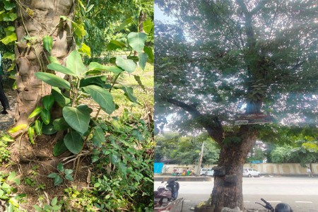 एकाच खोडात तीन वेगवेगळी झाडे