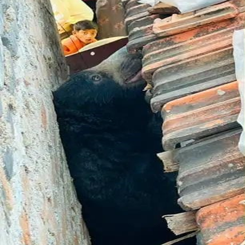 bear