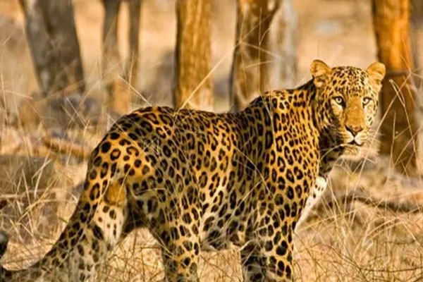 दिवसाढवळ्या बिबट्या आला रे आला..!