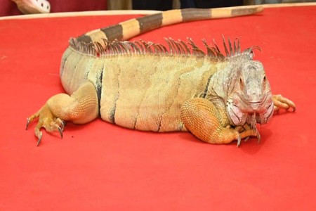 ५ फूट अमेरिकन इग्वानाचे अनोखे आकर्षण