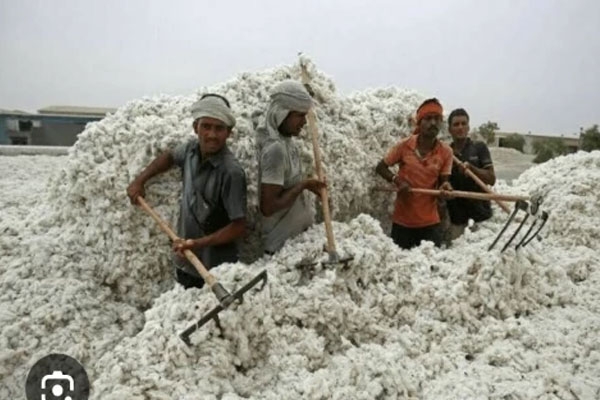 Jalgaon cotton market 