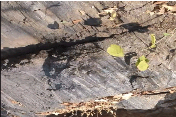 लोहारडोंगरी खाणीला पर्यावरणप्रेमींचा तीव्र विरोध