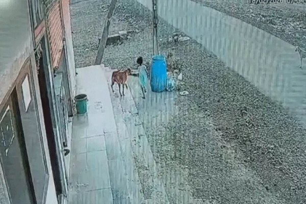 6-7-dogs-attack-6-year-old-girl