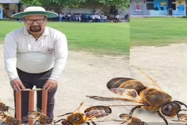 Pancha dies from bee sting