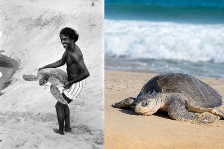 कासवांचे रक्षण करण्यासाठी ४००० किलोमीटरचा प्रवास करणारे ‘मिस्टर सी टर्टल’ सतीश भास्कर