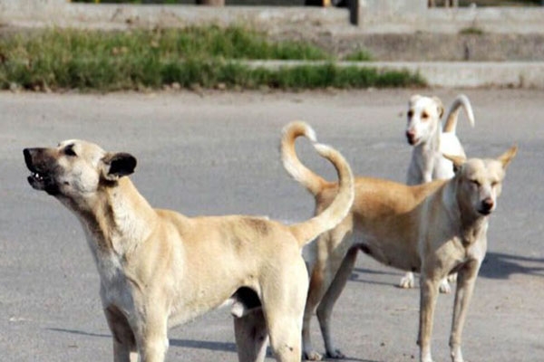 Pune stray dog attack, 