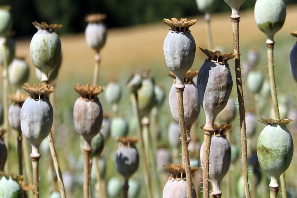 Beed illegal opium cultivation, onion crop opium, Kej taluka police action,