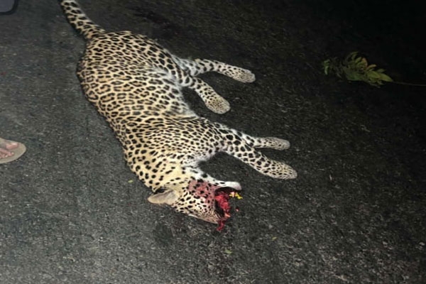 leopard killed in road accident,