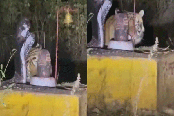 रात्रीच्या अंधारात शिवलिंगावर डोके घासताना दिसला वाघ; VIDEO व्हायरल