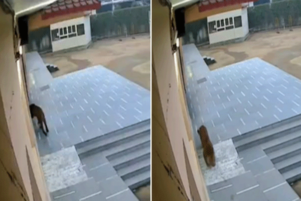 leopard-enters-school-ghaziabad